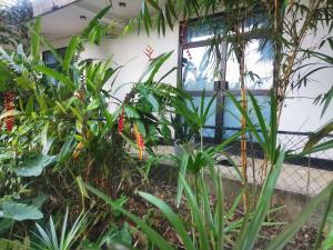 a garden in front of a building with plants at Ceylon Ramble Villa in Hikkaduwa