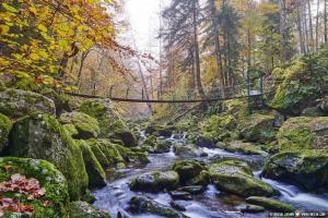a bridge over a stream in a forest at Pension Zum Schmidbäcker in Freyung