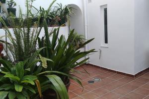 um quarto com um monte de plantas num piso de azulejo em New! Estudio La Casita de Arcos em Arcos de la Frontera