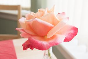 a pink rose in a vase on a table at The Roses B&B in Portree