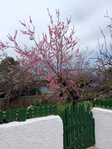 Ein Baum mit rosa Blumen hinter einem grünen Zaun in der Unterkunft Holiday Home LaCerca in Icod de los Vinos