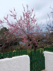 a tree with pink flowers behind a green fence at Holiday Home LaCerca in Icod de los Vinos