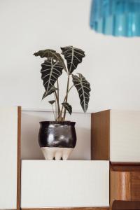 a plant in a pot on top of a shelf at Rural Carniola fairytale in Križe