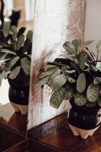 two potted plants on a table next to a mirror at Rural Carniola fairytale in Križe