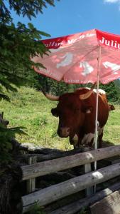 Altri animali domestici presso l'hotel o nei dintorni
