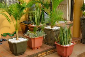 un groupe de plantes en pot assises sur un patio dans l'établissement Naalya Motel, à Kampala