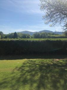 ein Schatten eines Baumes auf einem Grasfeld in der Unterkunft The Annexe at Bricket House in Malvern Link