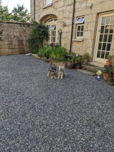 two dogs sitting in front of a building at The Stables at Lorum Old Rectory in Bagenalstown