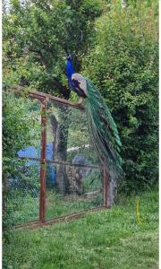 einem Pfau auf einem Käfig in der Unterkunft La Teggia in Monte San Pietro