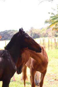 two horses standing next to each other in a field at Casa de Roça in São João Batista do Glória