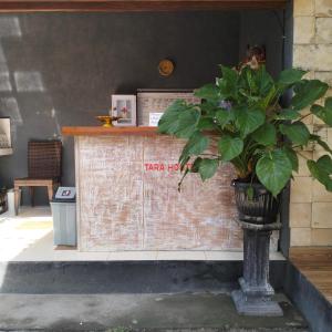 a plant in a vase sitting next to a counter at Tara hostel in Nusa Penida