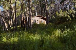 une maison au milieu d'une forêt d'arbres dans l'établissement Monga Mountain Retreat, à Reidsdale