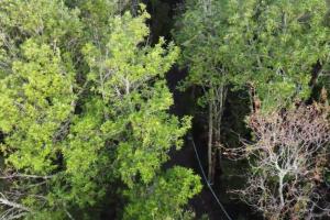 una vista aérea de los árboles en un bosque en Cabañas Bosques mar-3, en Queilén
