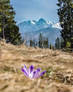 a purple flower in a field with mountains in the background at TYLKOWA CHATA in Kościelisko