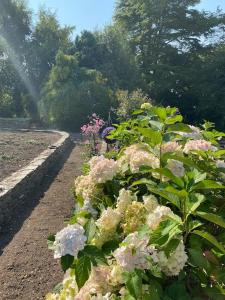 um jardim com flores e árvores rosas e brancas em Victorian Villa em New Ross