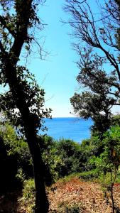 a view of the ocean from between two trees at San Giuseppe Casa per Ferie in Quercianella