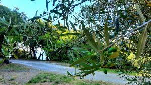 a tree with green fruit on a dirt road at San Giuseppe Casa per Ferie in Quercianella