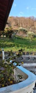 una planta en una bañera blanca junto a un campo en CasarinoLaurino Valle Del Golfo Healthy Air Hills And Sea, en Uscio