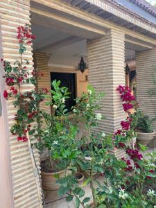 Riad le Jasmin外面的花园
