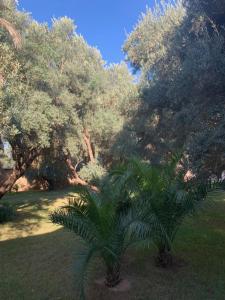 Riad le Jasmin外面的花园