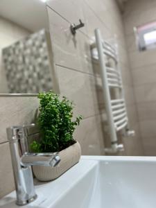 a potted plant sitting on top of a bathroom sink at Green Agarak Guest House near Dendropark, Stepanavan in Gyulagarak +65 photos