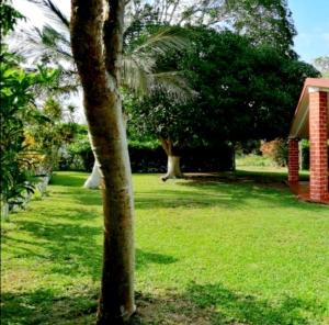 a tree in a yard with green grass and trees at Bonita casa vacacional en Veracruz in Costa Esmeralda