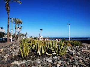 un grupo de cactus en una playa cerca del océano en Estudio Ana, en Puerto de la Cruz