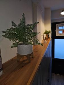a potted plant sitting on a counter in a living room at Albert Apartment with free Gym in Penzance