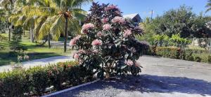 une plante avec des fleurs roses dans un jardin dans l'établissement L'IXORA des îles, à Le Moule 6 autres photos