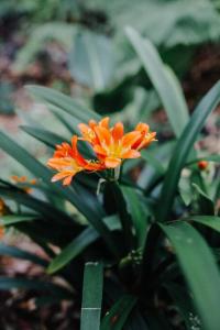 an orange flower on a plant with green leaves at Palm House - by Coast Hosting in Terrigal