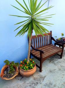 a wooden bench with a palm tree and some plants at Lindo quarto casal no centro Floripa in Florianópolis