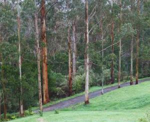 a dirt road in the middle of a forest at Tall Trees Eco Retreat - Fern Cottage in Apollo Bay