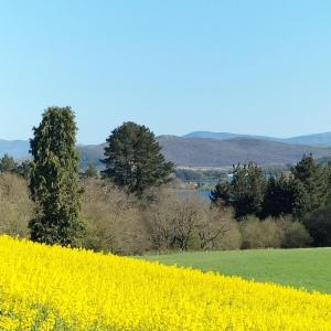 a rapeseed field with a yellow rapeseed field at Los Arces in Elosu