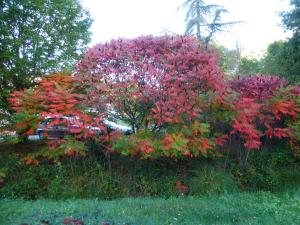 Ein Garten an der Unterkunft Gîte La Petite Fagette