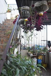 Zahrada ubytování Tanani Newa Home Arnnapurna