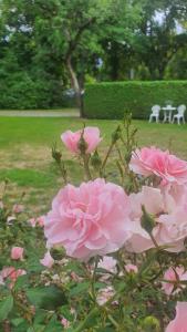 a bunch of pink roses in a park at Gästehaus Mäder in Bad Dürrheim