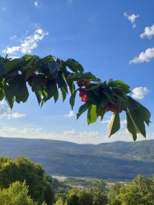 um ramo de uma árvore com folhas e uma vista em Apartamentos La Chaparrina del Jerte em El Torno