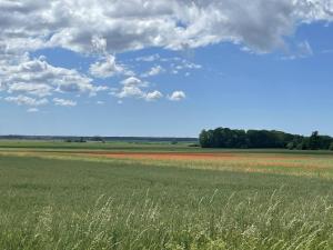 ein Grasfeld mit blauem Himmel und Wolken in der Unterkunft Villa VitvikenB i Gotland Pool in Slite