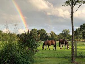 zwei Pferde, die auf einem Feld mit Regenbogen im Hintergrund grasen in der Unterkunft Charmante Ferienwohnung in idyllischer Lage in Jever