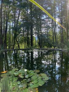 uma piscina de água com almofadas de lírios numa floresta em Sonnenloft Else und Studio Luise em Neubeuern