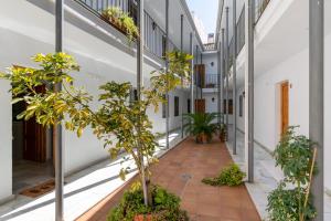 セビリアにあるApartamento con garaje, centro de Sevillaの木々や植物のある建物の中庭