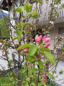 a tree with pink flowers in front of a house at Ferienhus Klus 415 in Mellau