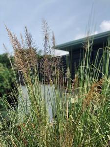 a field of tall grass in front of a building at CASA FERDI 1, logement entier avec piscine privée in Le Marin