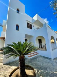 a white house with a palm tree in front of it at VILLA BLANCA in Cala Ferrera