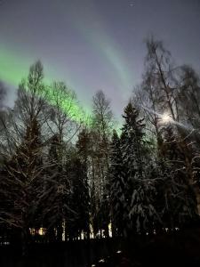 un gruppo di alberi con una luce verde nel cielo di Own private room in a big house! a Luleå