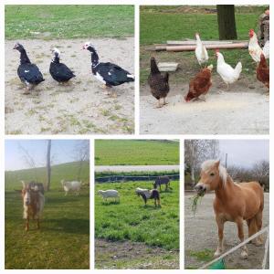 un collage d’images d’animaux et de poulets dans l'établissement Fattoria Roico Funny Ranch, à Montiglio