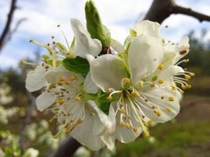 Billede fra billedgalleriet på Apartamentos Rurales Tierras de Granadilla i Zarza de Granadilla + 35 billeder