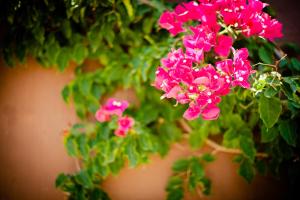 un ramo de flores rosas en una olla en Caserio del Mirador en Jalón