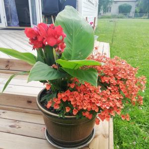 a potted plant with red flowers on a porch at Elo Külalismaja in Kuressaare