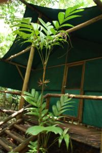 a plant growing on top of a wooden fence at Daintree Crocodylus in Cow Bay